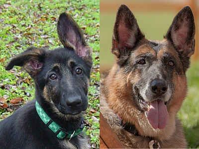 Boo as a pup and then 10 years later