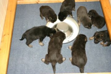 First Dinner