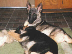 Dogs are Family Members