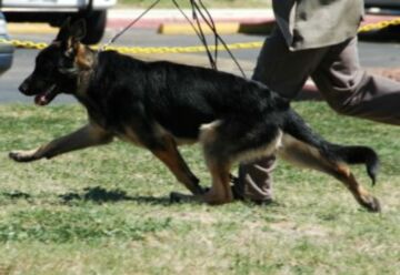 Largogh Best Puppy San Antonio