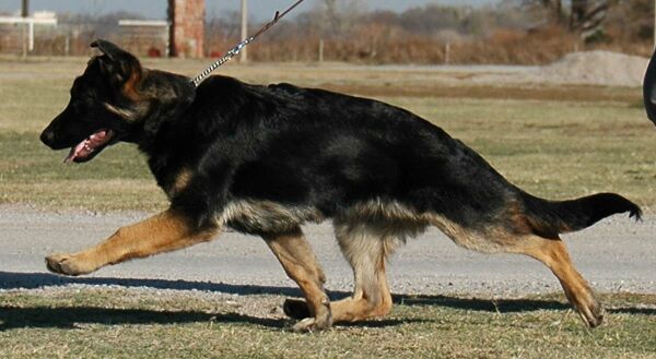 Largogh in Motion as a Puppy