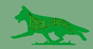 Welcome to Tripphill Shepherds