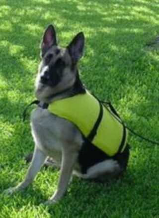 Sadie in a Life Jacket